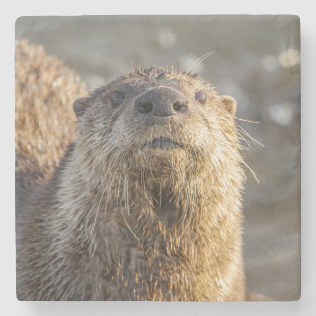Fluss Otter Portrait Stone Untersetzer (Vorderseite)