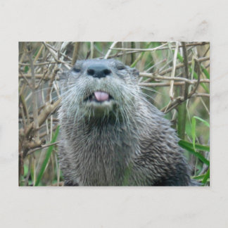 Fluss Otter Postkarte