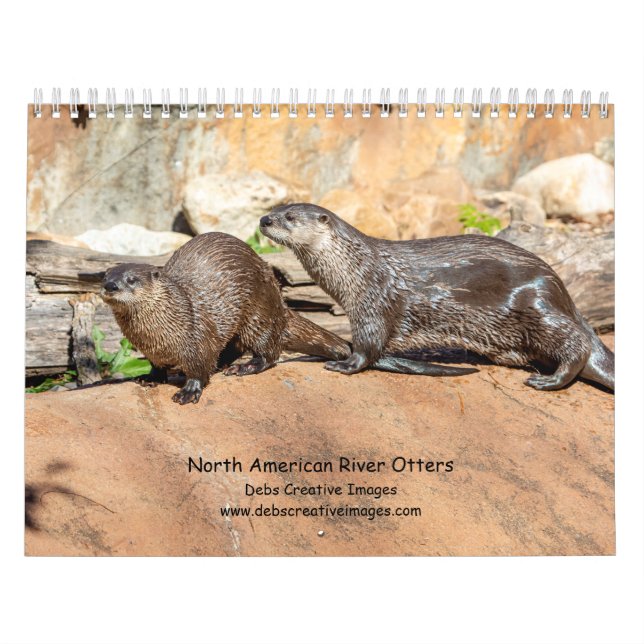Fluss Otters 2026 Kalender (Titelbild)