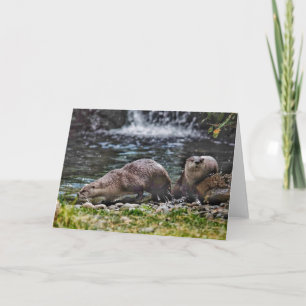 Fluss Otters beim Spielen der Blankokarte