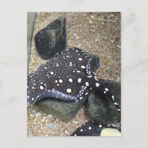 Fluss Stingray # 14 Postkarte