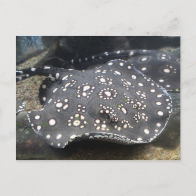 Fluss Stingray # 15 Postkarte (Vorderseite)