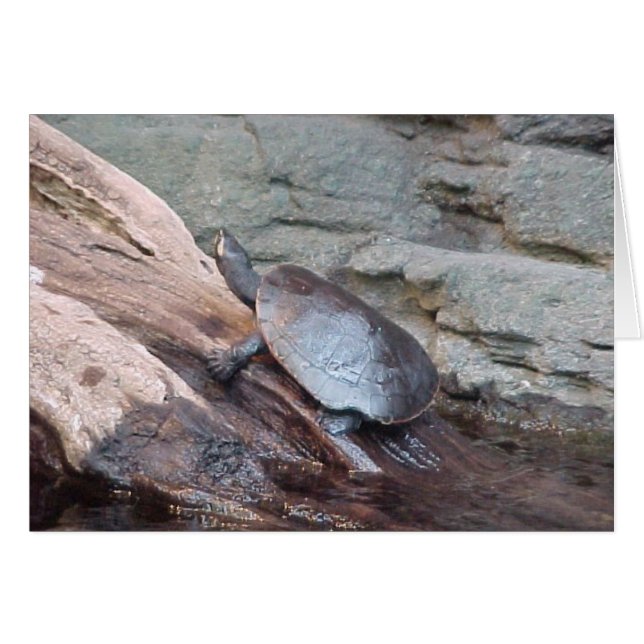 Fluss Turtle (Vorderseite (Horizontal))