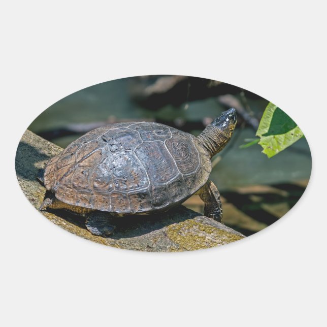Fluss Turtle bei Tortuguero - Costa Rica Ovaler Aufkleber (Vorderseite)