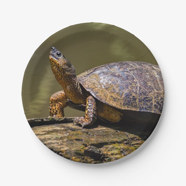 Fluss Turtle bei Tortuguero - Costa Rica Pappteller (Vorderseite)