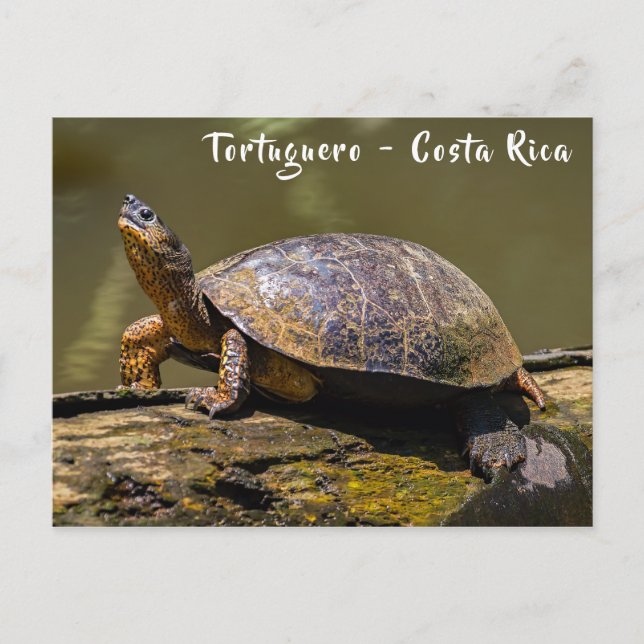 Fluss Turtle bei Tortuguero - Costa Rica Postkarte (Vorderseite)