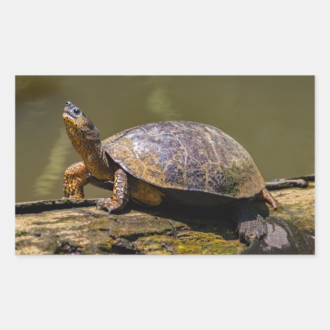Fluss Turtle bei Tortuguero - Costa Rica Rechteckiger Aufkleber (Vorderseite)