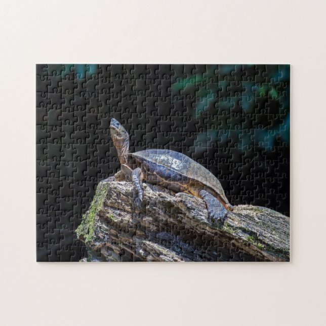 Fluss Turtle Sonnbaden in Tortuguero - Costa Rica (Horizontal)