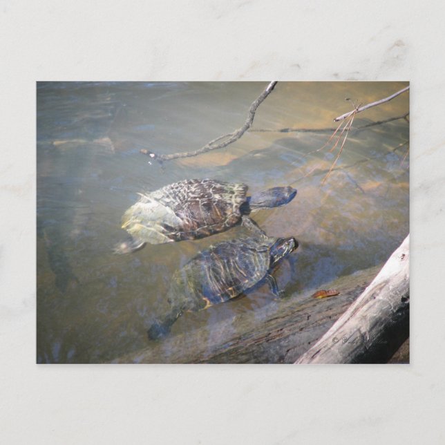 Fluss Turtles Postcard Postkarte (Vorderseite)