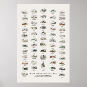 Fluss- und Dschungel-Tropenfische - Naturalist's L Poster