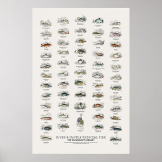 Fluss- und Dschungel-Tropenfische - Naturalist's L Poster