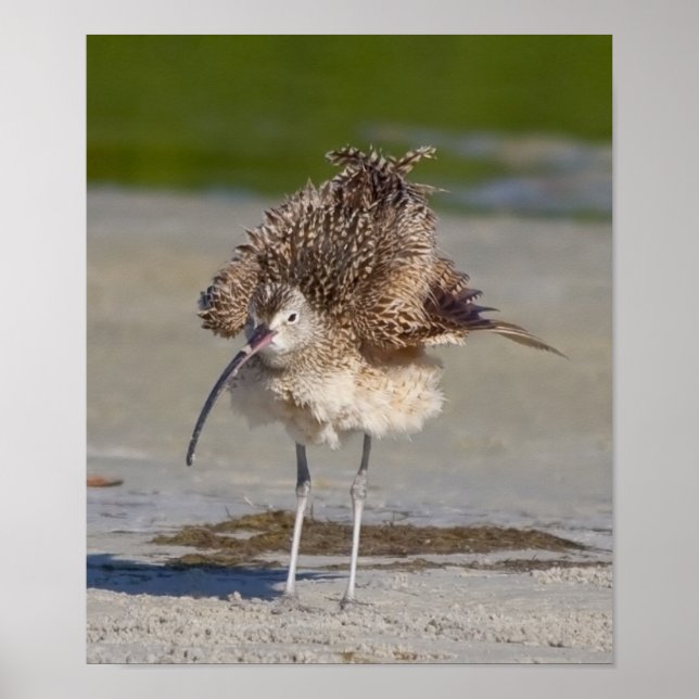 flüssig poster (Vorne)