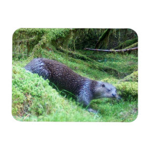 Flussotter Ruhige Uferzone Tier Kunst Natur Magnet