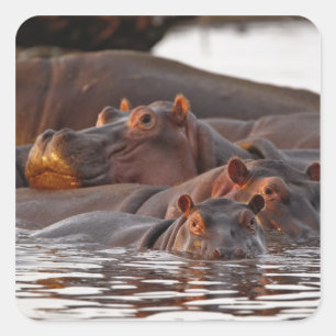Flusspferd, Hippopotamus amphibius, See Quadratischer Aufkleber