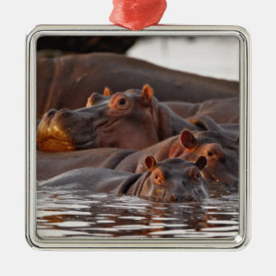 Flusspferd, Hippopotamus amphibius, See Silbernes Ornament
