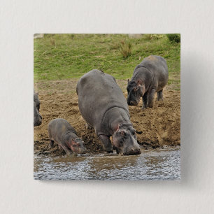 Flusspferd, Hippopotamus amphibius, Serengeti Button