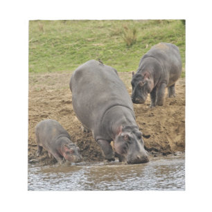 Flusspferd, Hippopotamus amphibius, Serengeti Notizblock