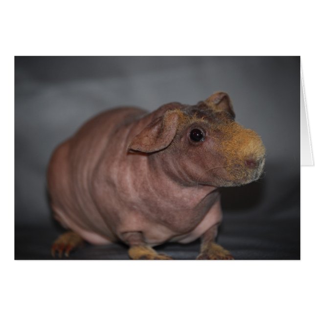 Flusspferd? Karte (Vorderseite (Horizontal))