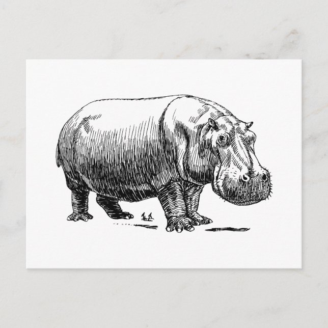 Flusspferd Postkarte (Vorderseite)