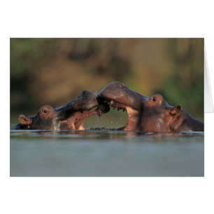 Flusspferde (Hippopotamus Amphibius) Ringen