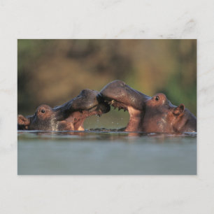 Flusspferde (Hippopotamus Amphibius) Ringen Postkarte