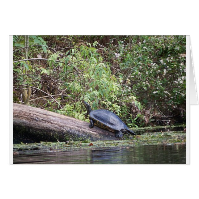 Flussschildkröte (Vorderseite (Horizontal))