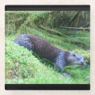 Flussufer Otter Friedliches Wasser Tier Szene Natu Glasuntersetzer