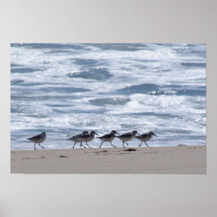 Flussuferläufer auf Strand Poster