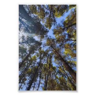 Flüstern der Bäume 🌳 Fotodruck