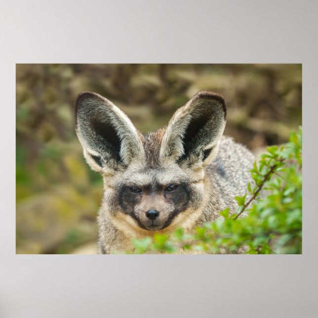 Flüstern der Nacht: Bat-Eared Fox Poster (Vorne)