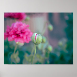 Flüstern von Karmesin: Die erwachende Mohnblume Poster