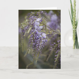 Flüsternde Wisteria   Naturfotografie Blank Karte