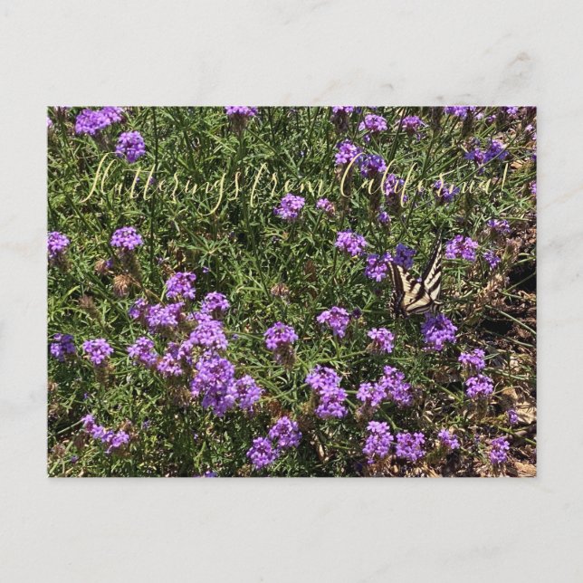 Flutterings aus Kalifornien: De La Myna Verbena Po Postkarte (Vorderseite)