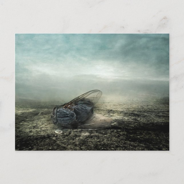 Fly 2013 postkarte (Vorderseite)