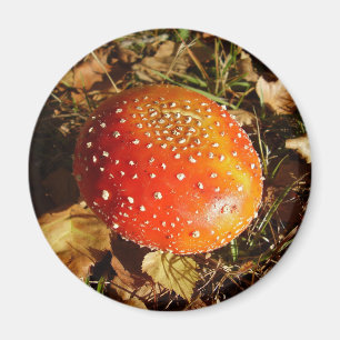 Fly Agaric Mushroom Magnet