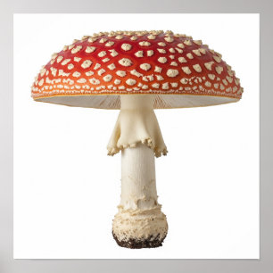 Fly Agaric Mushroom Poster