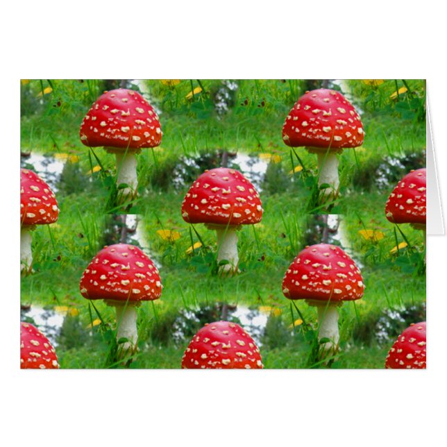 Fly Agaric Mushrooms (Vorderseite (Horizontal))