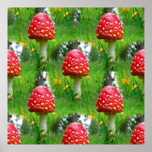 Fly Agaric Mushrooms Poster