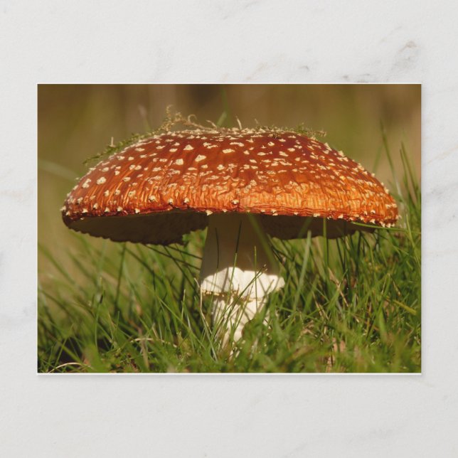 Fly Argaric Mushroom Postkarte (Vorderseite)
