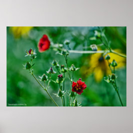 Fly-By im Garten Poster