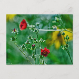 Fly-By im Garten Postkarte