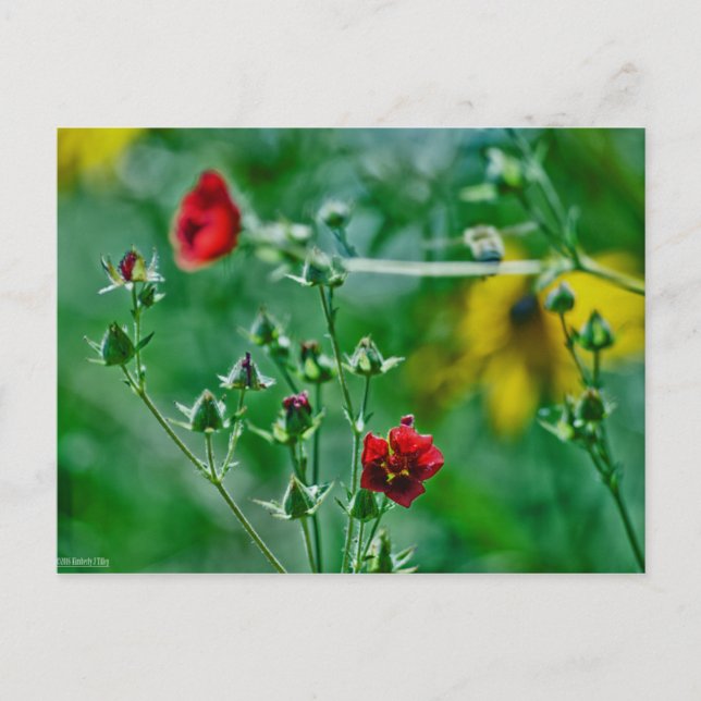 Fly-By im Garten Postkarte (Vorderseite)
