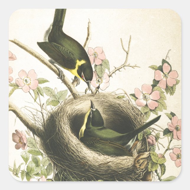 FLY CATCHER BIRD UND NEST QUADRATISCHER AUFKLEBER (Vorderseite)
