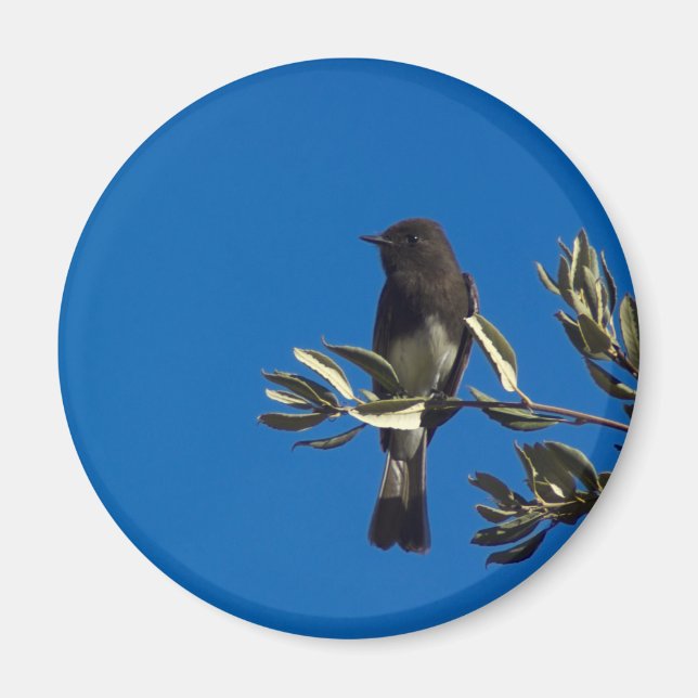 Fly Catcher Magnet (Vorne)