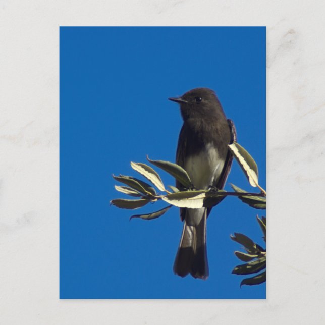 Fly Catcher Postkarte (Vorderseite)