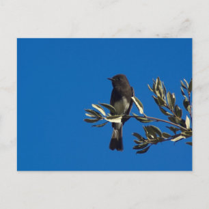 Fly Catcher Postkarte