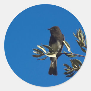 Fly Catcher Runder Aufkleber