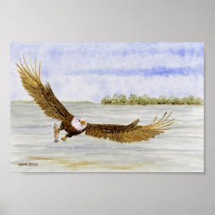Fly Fishin'- Bald Eagle Poster