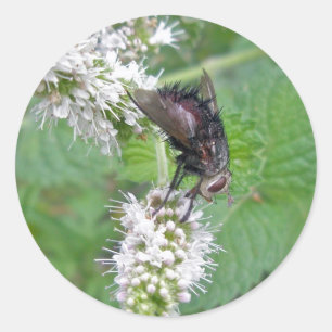 Fly on Mint (Tachinini juriniopsis) Serie Runder Aufkleber