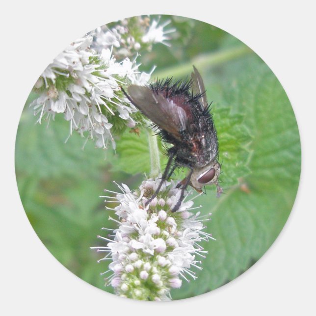 Fly on Mint (Tachinini juriniopsis) Serie Runder Aufkleber (Vorderseite)